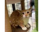 Adopt Lampy a Orange or Red (Mostly) Domestic Shorthair (short coat) cat in
