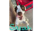 Adopt Sarah a White American Pit Bull Terrier / Mixed dog in Fort Worth