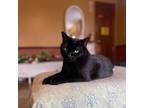 Adopt Chimney Sweep a All Black Domestic Shorthair / Mixed cat in Middletown
