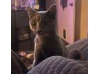 Adopt WOLFIE a Russian Blue (short coat) cat in Calimesa, CA (37539370)
