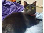 Adopt Mindy a All Black Domestic Shorthair (short coat) cat in New York