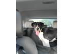 Adopt Huck a Black - with White St. Bernard / Pit Bull Terrier / Mixed dog in