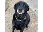 Adopt Jet a Black Labrador Retriever / Mixed dog in Evansville, IN (37543688)