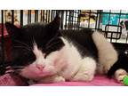Adopt Tilt a Black & White or Tuxedo Domestic Shorthair (short coat) cat in
