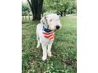 Adopt Mowgli a White - with Gray or Silver Old English Sheepdog / Poodle