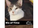 Adopt Nic of Time a Tan or Fawn Tabby Domestic Shorthair (short coat) cat in