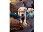 Adopt Rocky VI a White Boxer / Mixed dog in Austin, TX (37545077)