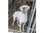 Adopt Ricky II a White Boxer / Mixed dog in Austin, TX (37545079)