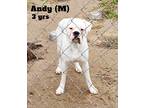 Adopt Andy a White Boxer / Mixed dog in Austin, TX (37545080)