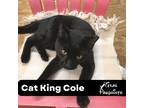 Adopt Cat King Cole a All Black Domestic Shorthair (short coat) cat in Dallas
