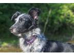Adopt Pretty Lady a Black Border Collie / Mixed dog in Belmont, NY (37651363)