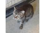 Adopt Bobbi a Gray or Blue Domestic Shorthair / Mixed cat in FREEPORT