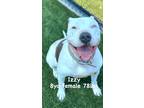 Adopt Izzy a White - with Brown or Chocolate Pit Bull Terrier / Mixed dog in