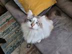 Adopt Gnome (Ask to meet me!) a White (Mostly) Domestic Longhair (long coat) cat