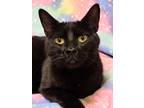 Adopt Boyd - RC PetSmart a All Black Domestic Shorthair (short coat) cat in