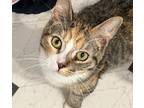 Adopt Axel Rose a Tortoiseshell Calico (short coat) cat in Merced, CA (37755823)