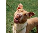 Adopt Pancake a White - with Tan, Yellow or Fawn Pit Bull Terrier / Mixed dog in