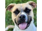 Adopt Murphy a Tan/Yellow/Fawn American Pit Bull Terrier / Boxer / Mixed dog in