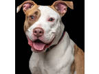 Adopt Heart a White American Pit Bull Terrier / Mixed Breed (Medium) / Mixed