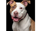 Adopt Heart a White American Pit Bull Terrier / Mixed dog in Westampton