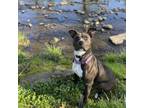 Adopt Super Fly a Pit Bull Terrier