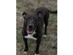 Adopt Mary a Labrador Retriever / Mixed dog in Gilmer, TX (37705511)