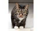 Adopt Lilac a Tabby