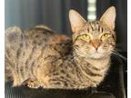 Adopt Ripple a Domestic Shorthair / Mixed (short coat) cat in Buford