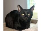 Adopt Morticia a Bombay / Mixed (short coat) cat in Buford, GA (37565007)