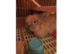 Adopt Teddy a American Fuzzy Lop / Mixed (short coat) rabbit in Bloomington