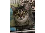 Adopt Fiona a Domestic Short Hair