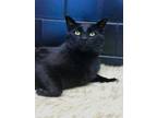 Adopt Scout a Domestic Shorthair / Mixed (short coat) cat in EFFINGHAM
