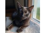 Adopt Sassy Pants a Domestic Shorthair / Mixed (short coat) cat in Portland