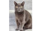 Adopt Maestro a Domestic Shorthair / Mixed (short coat) cat in Warren