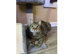 Adopt Snickers a Spotted Tabby/Leopard Spotted Domestic Shorthair / Mixed cat in