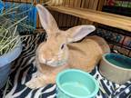Adopt Hop Tart a Orange American (short coat) rabbit in Williston, FL (37275690)