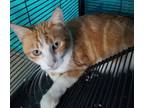 Adopt Anne D's Sofia a Orange or Red (Mostly) Domestic Shorthair (long coat) cat