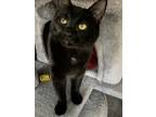 Adopt KIWI a Spotted Tabby/Leopard Spotted Domestic Shorthair / Mixed cat in New