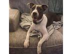 Adopt Petunia - Fostered-$25 a Terrier, Mixed Breed