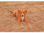 Adopt Yaba a Hound, Redbone Coonhound