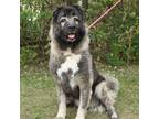 Adopt Tasha a Caucasian Sheepdog / Caucasian Ovtcharka