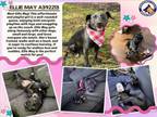 Adopt ELLIE MAY a Pit Bull Terrier, Mixed Breed
