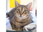 Adopt Ruthie a Tabby