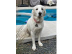 Adopt Holly Berry HTX a Great Pyrenees