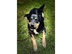 Adopt Hannah a Australian Shepherd