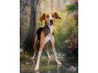 Adopt Walnut a Treeing Walker Coonhound