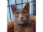 Adopt RockaB - part of bonded pair a Domestic Short Hair