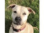 Adopt Adelle - Reduced Fee $150 a Labrador Retriever
