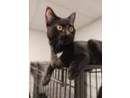 Adopt Loona a Domestic Short Hair