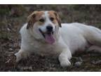 Adopt Shammy-Stubby Gal! a Beagle